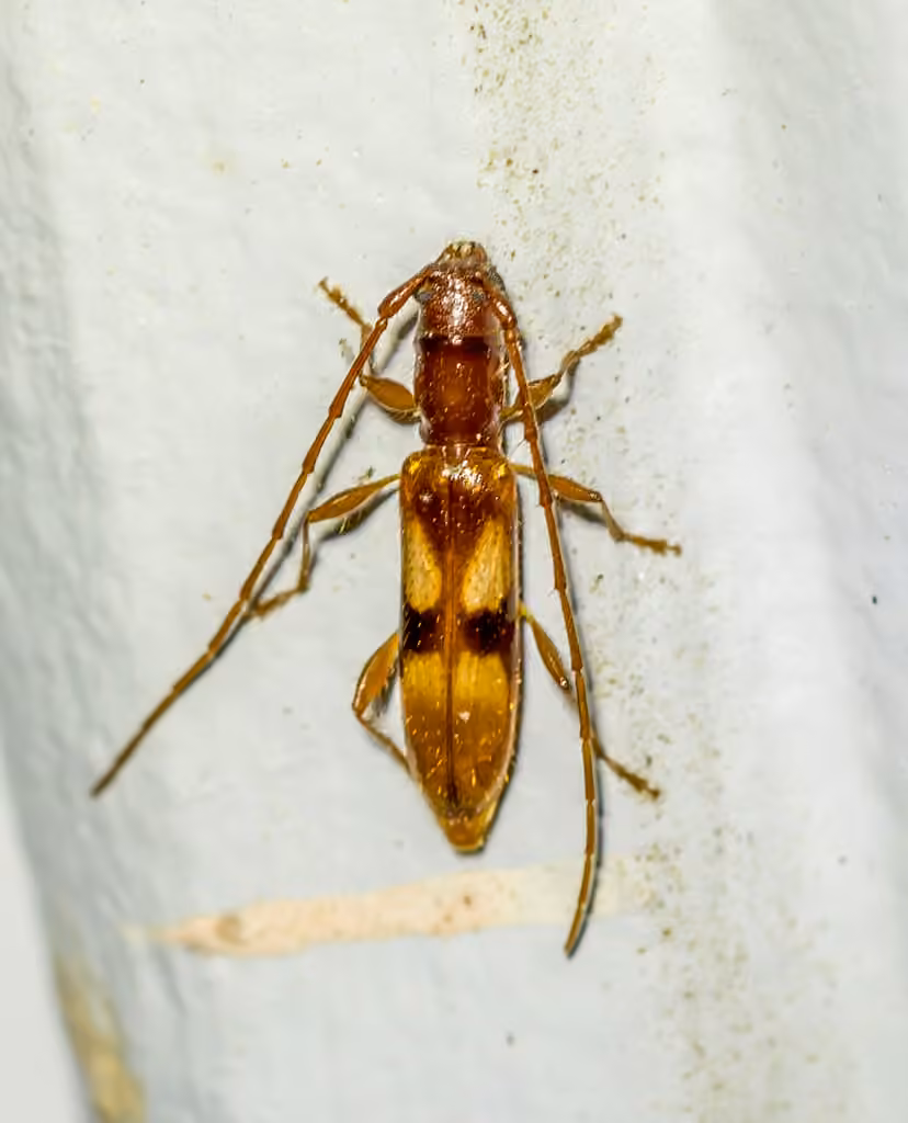 Four-spotted Hickory Borer, photo 3 of 5