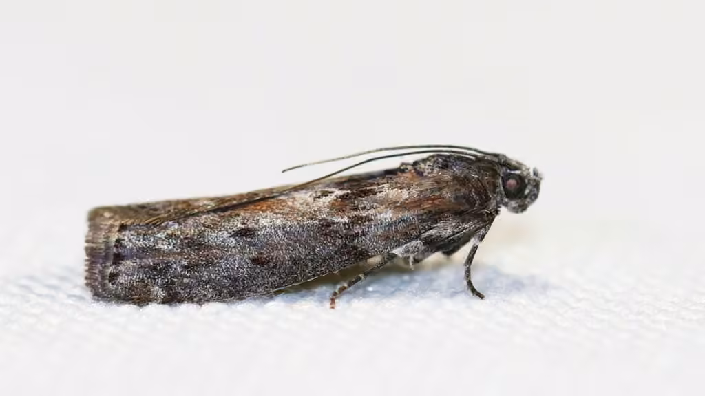 Black-spotted Leafroller Moth