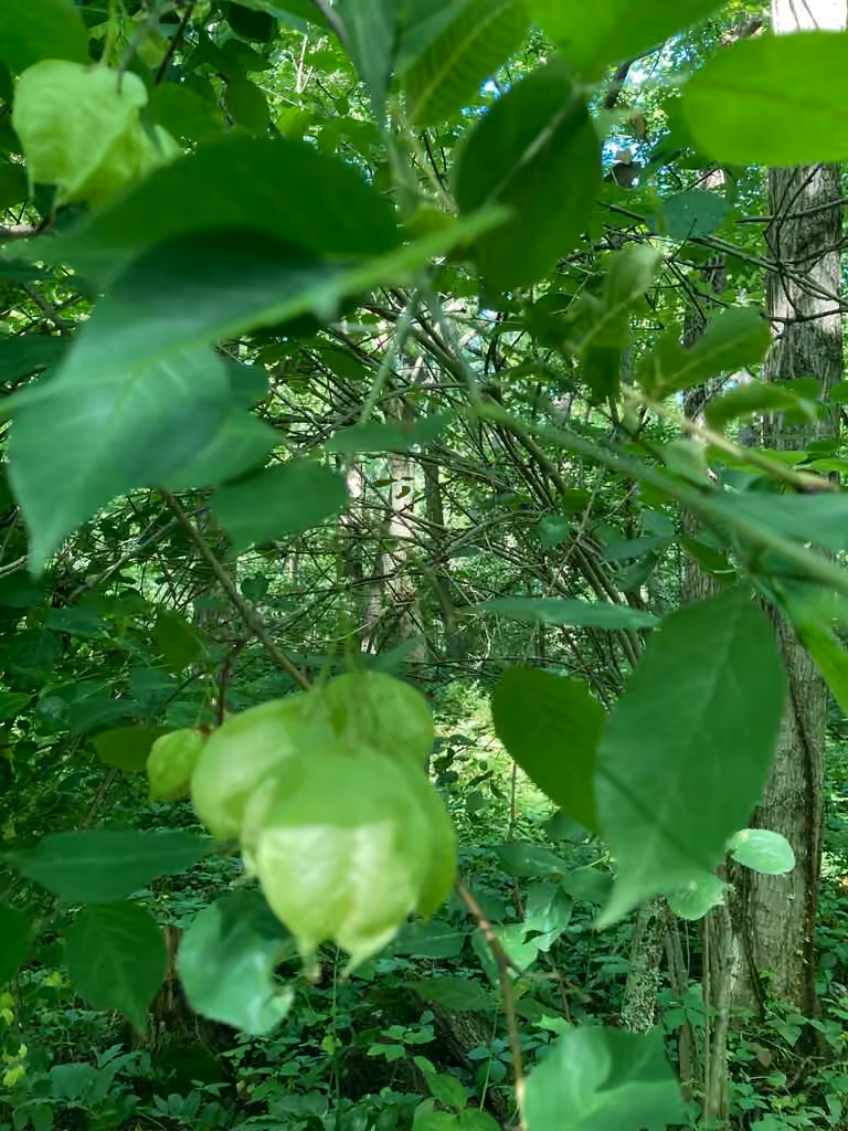 American bladdernut, In fruit