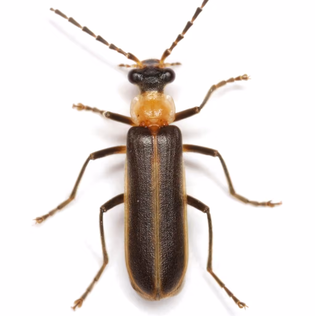 Yellow-necked Soldier Beetle, photo 1 of 5