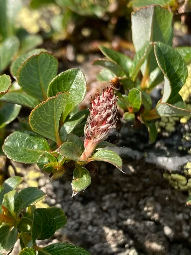 Saule raisin-d'ours, En fleurs