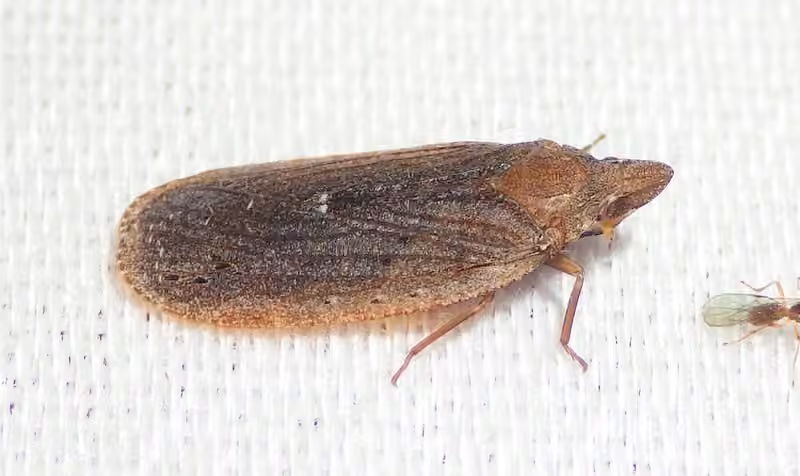 Brown Planthopper