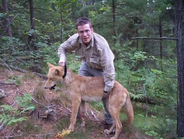 Eastern Wolf, Male