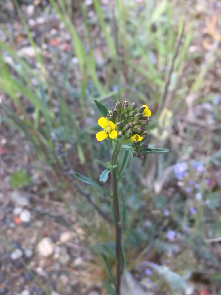 Vélar du golfe du Saint-Laurent, En fleurs