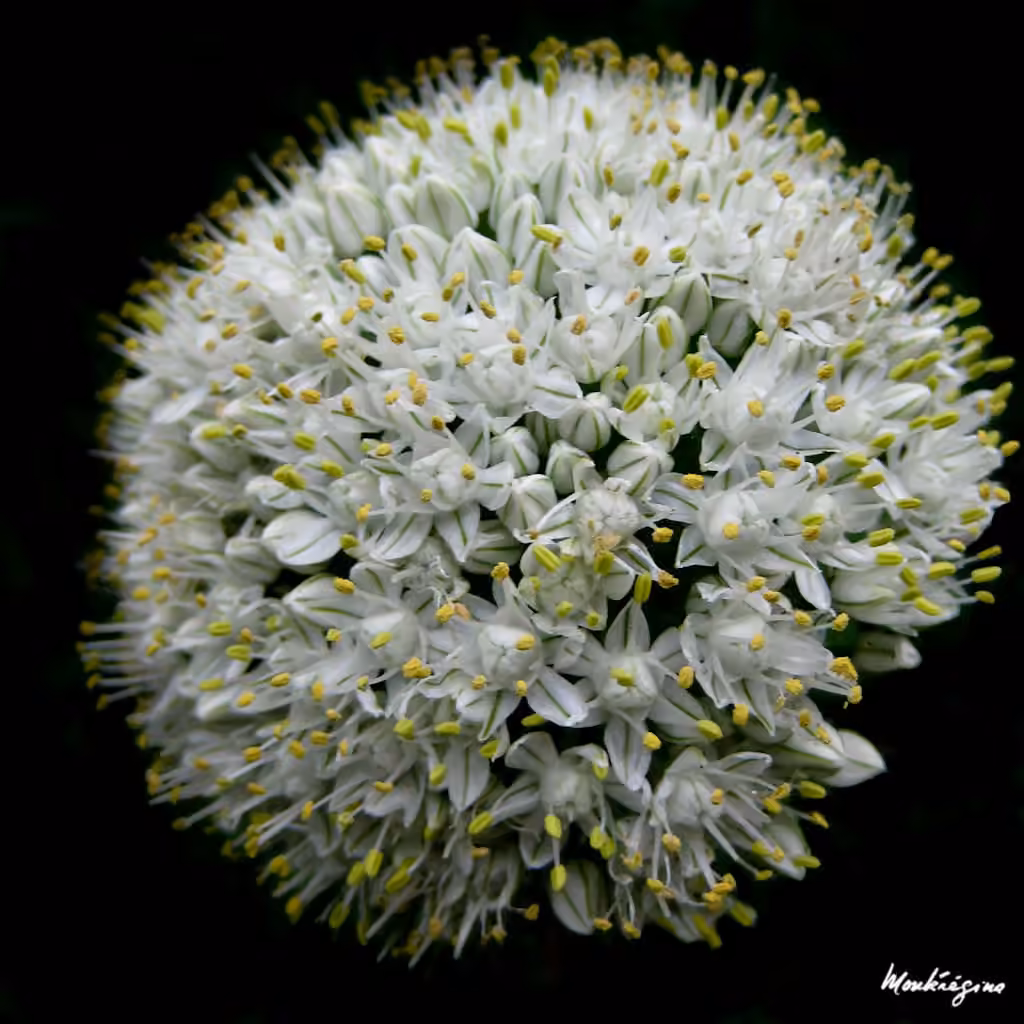 Garden onion, photo 1 of 5