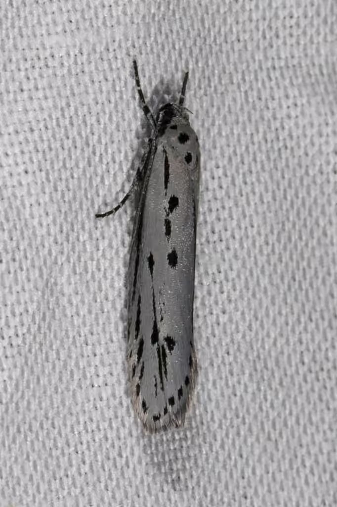 Gray Ethmia Moth, Adulte