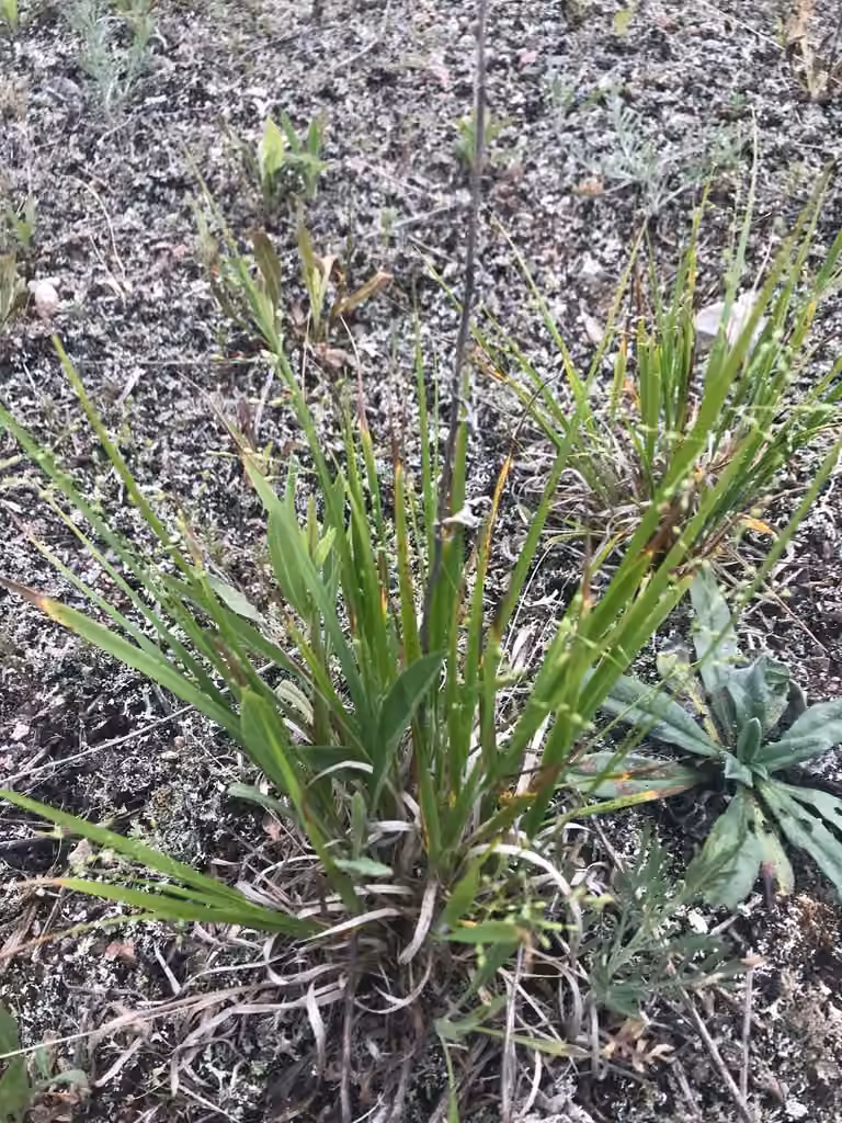 Low white-haired panicgrass, In flower
