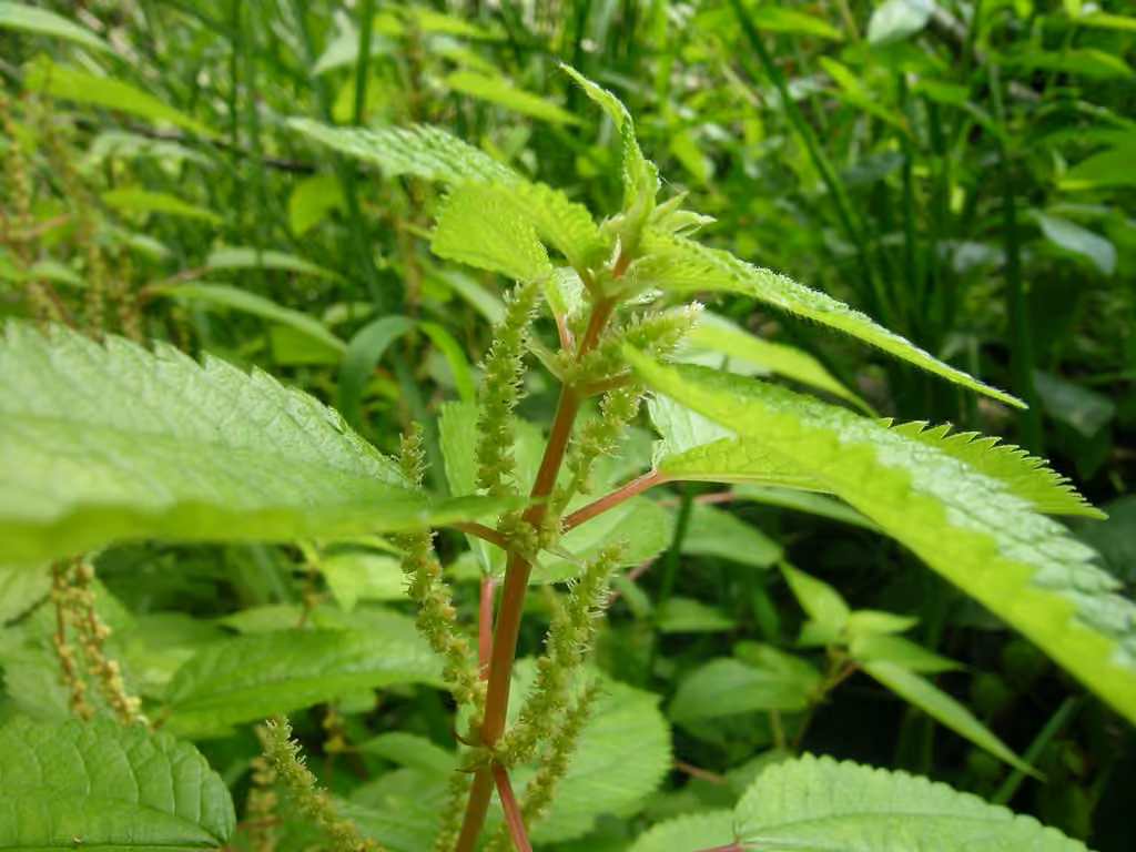 Boehméria cylindrique