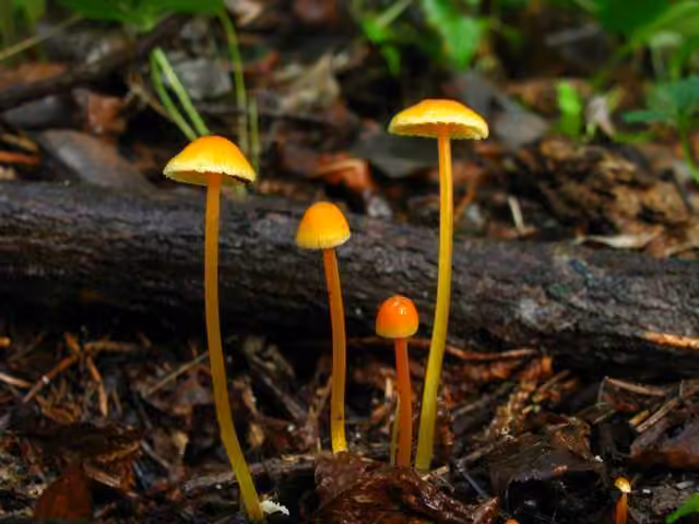 Walnut Mycena, photo 3 sur 5