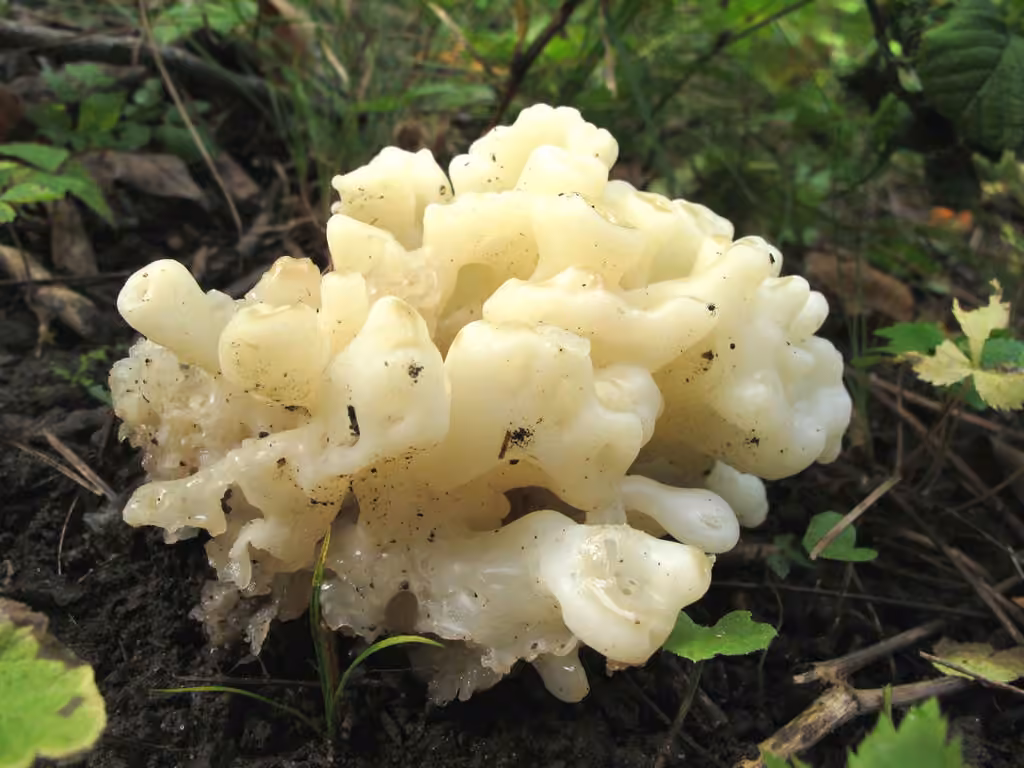 White coral jelly fungus, photo 2 of 5