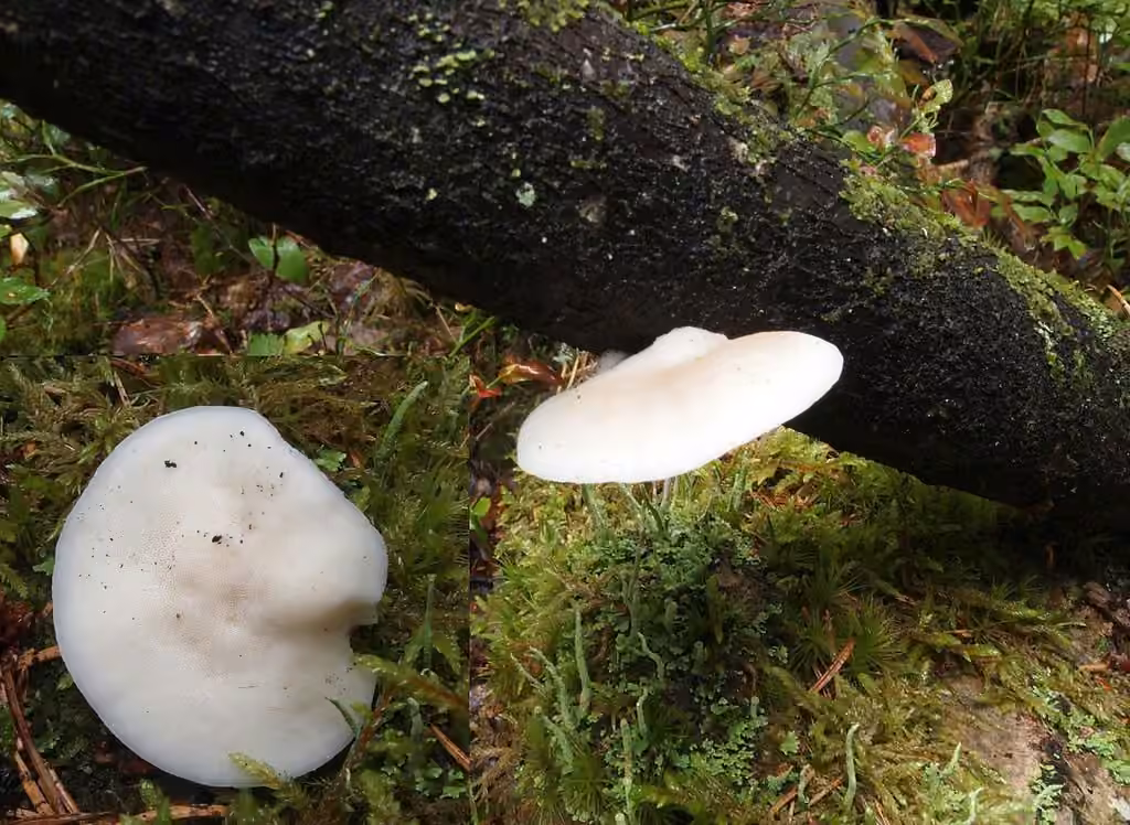 Polypore blanc de neige, photo 2 sur 5