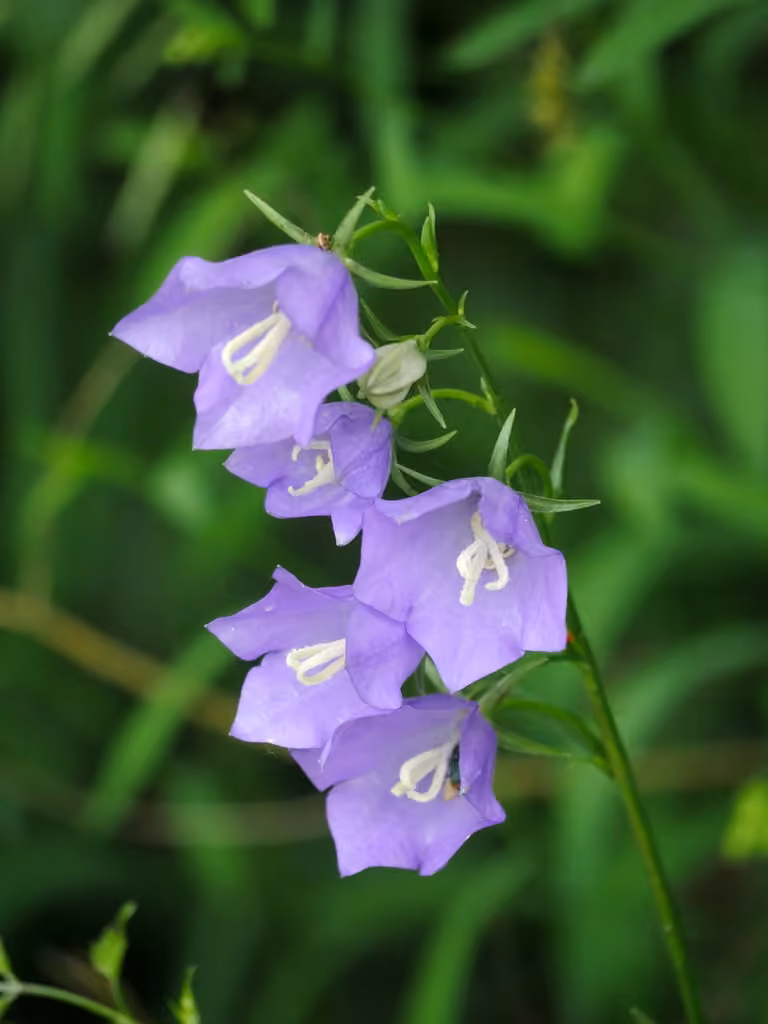 Peachleaf bellflower