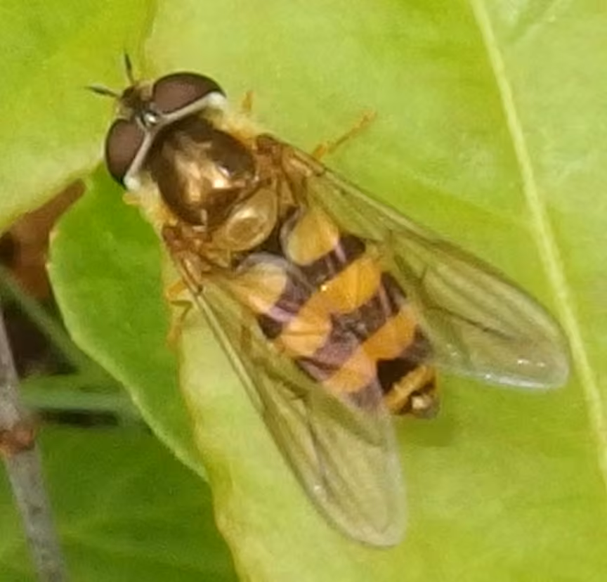 Syrphe à bouche jaune, Femelle