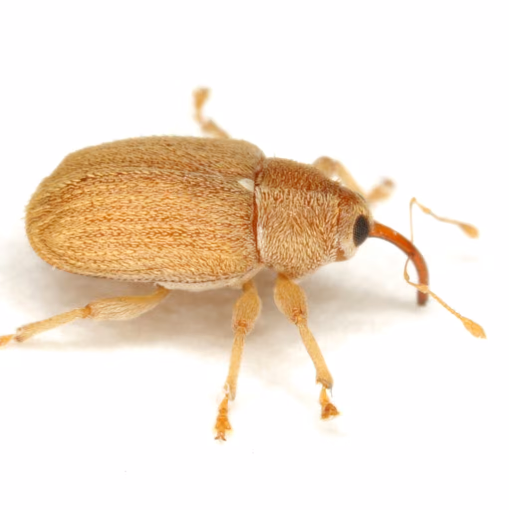 Tawny Ash Weevil, photo 2 of 5