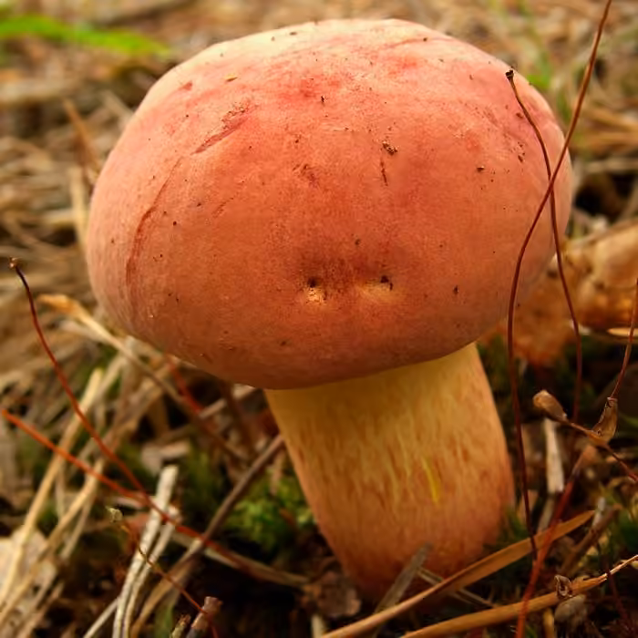 Red and yellow bolete, photo 2 of 5