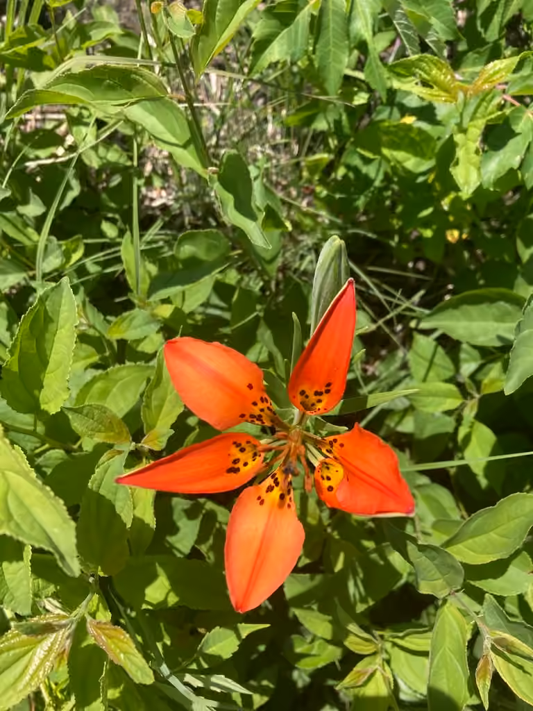 Wood lily, In flower