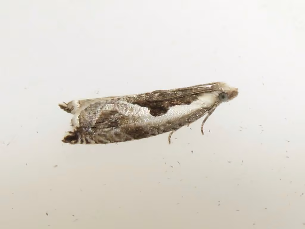 Ancylis sheppardana, Adult