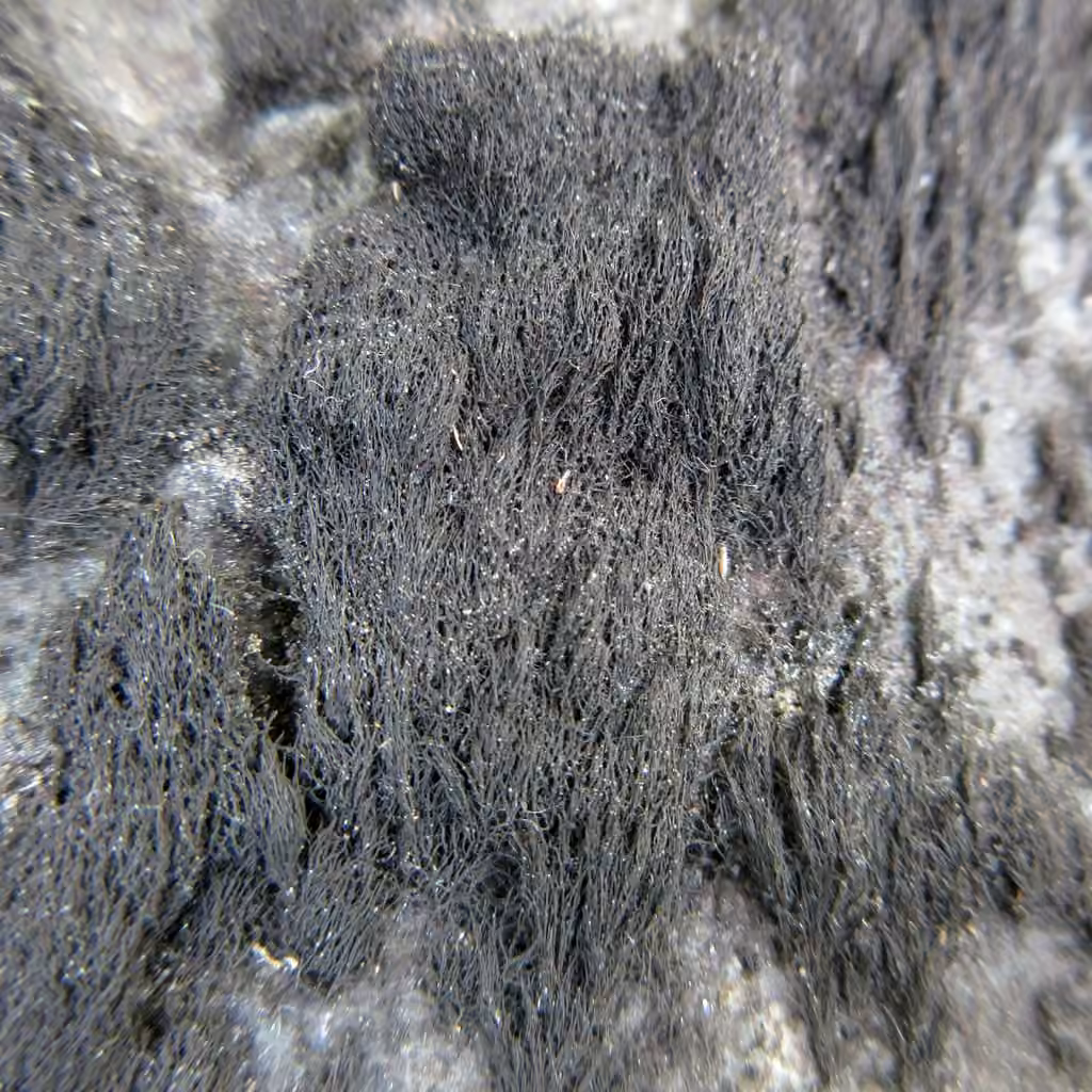 Éphèbe laineux, photo 2 sur 5