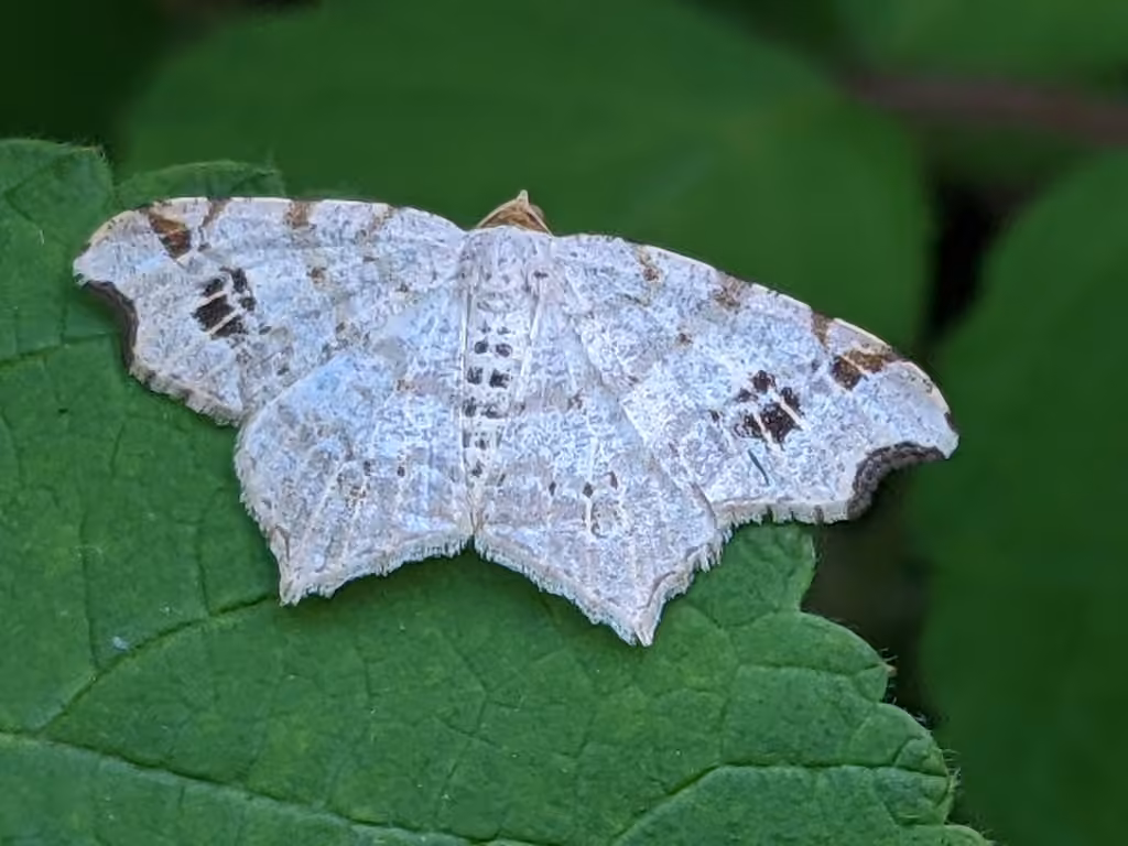 Common Angle, Adulte