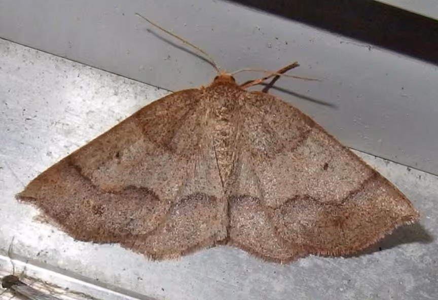 Balsam Metarranthis Moth, Adulte
