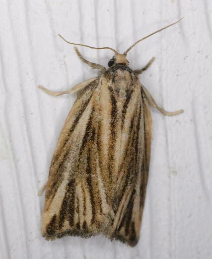 Striated Tortrix Moth, Adult