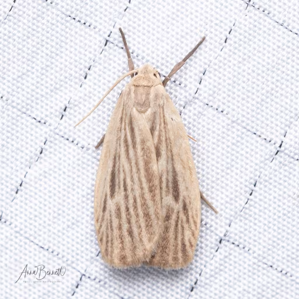 Pale Lichen Moth, Adulte