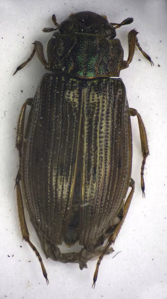 Large Water Scavenger Beetle, photo 2 of 5