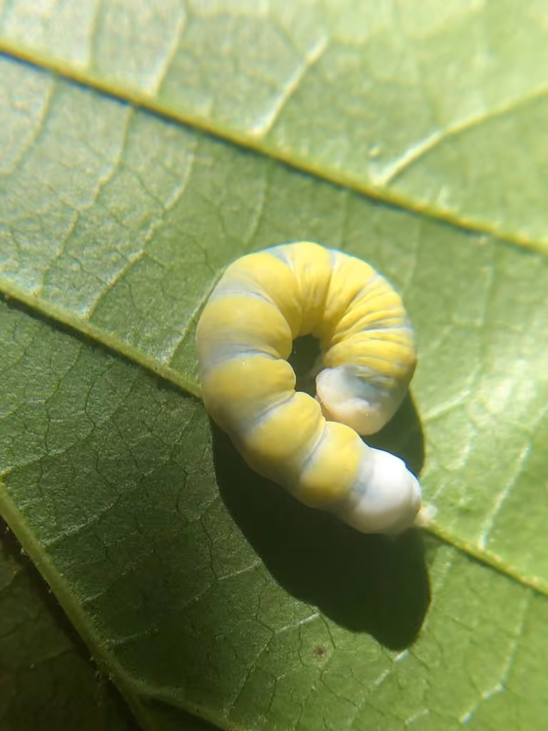 Mustard Sallow, photo 1 of 5