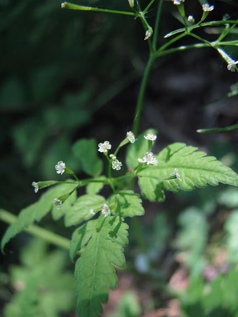 Osmorhize obtuse, En fleurs