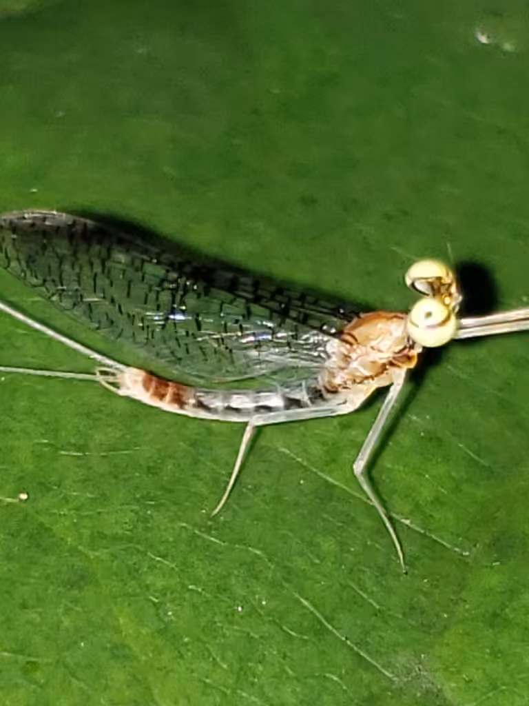 Aphrodite's flat-headed mayfly, photo 2 of 5