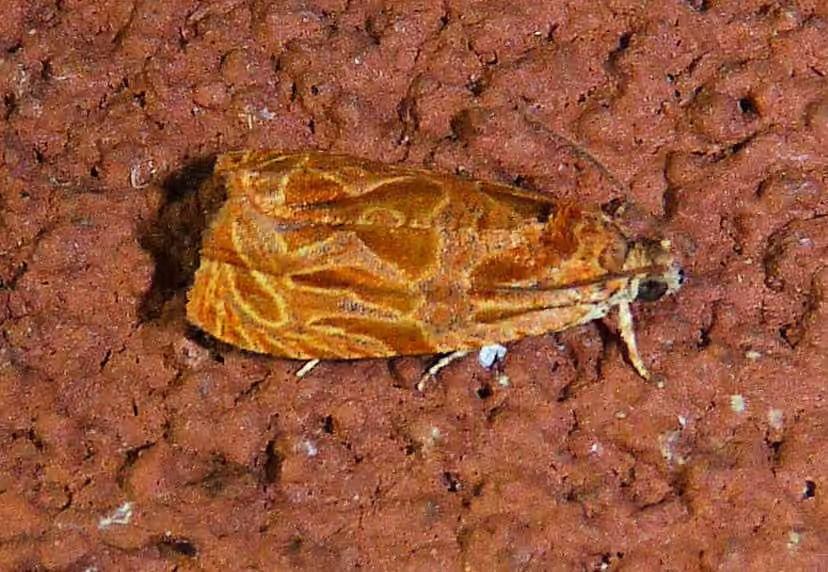 Olethreutes nitidana, Adulte