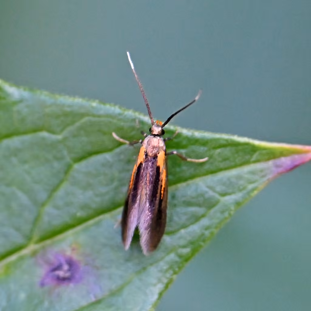 Newman's Mathildana Moth, Adulte