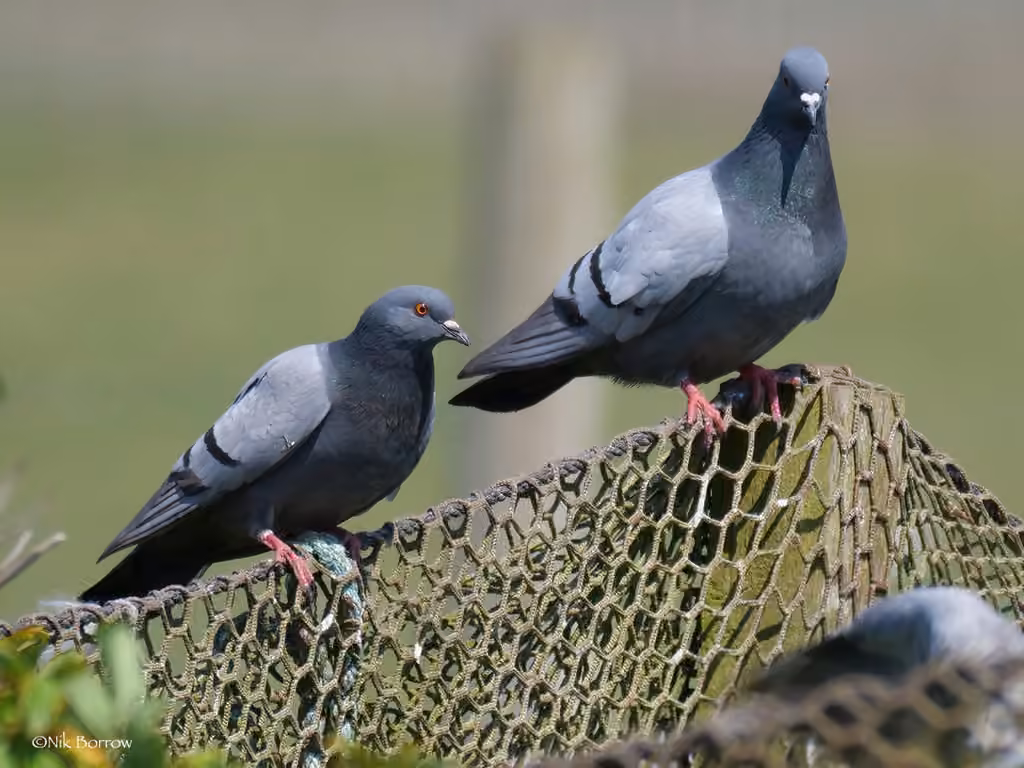 Pigeon biset, photo 2 sur 5