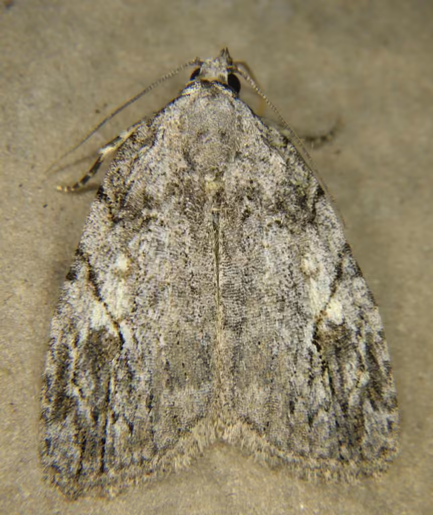 White-blotched Balsa Moth, Adult