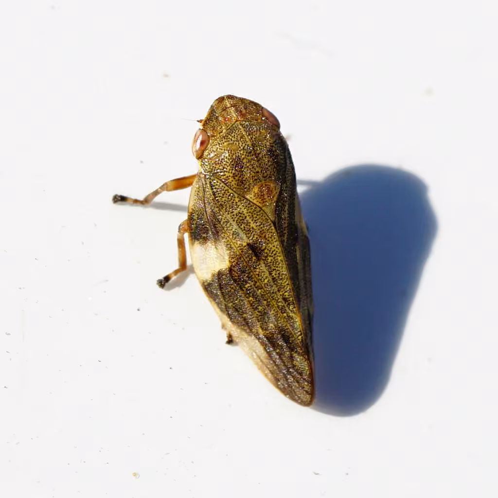Aphrophore de l'aulne, photo 3 sur 5