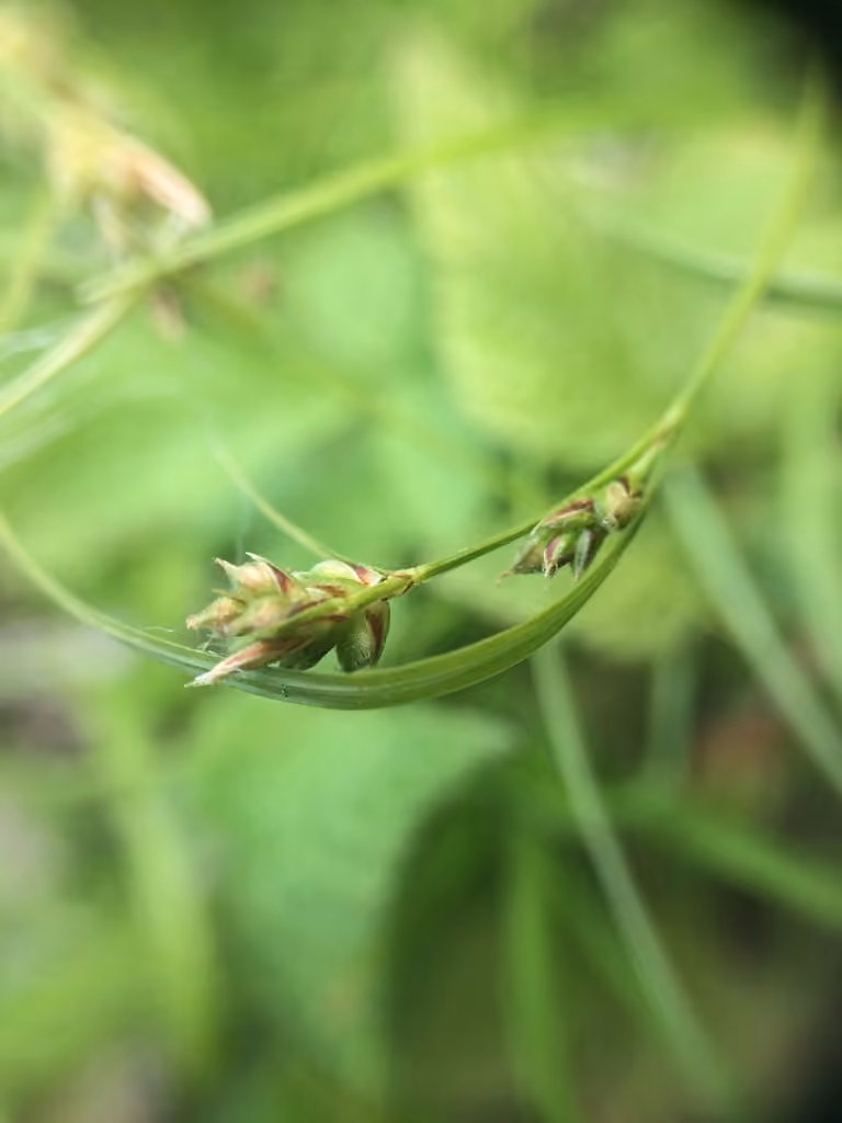 Carex déprimé, En fruits