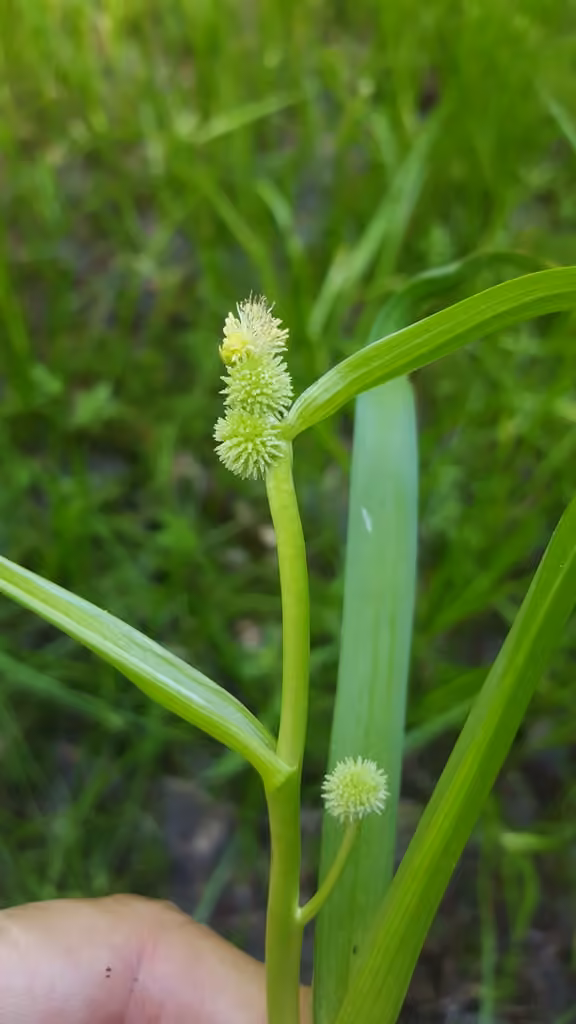 Clustered bur-reed, In flower