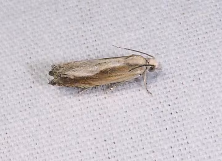 Eucosma kiscana, photo 2 of 5