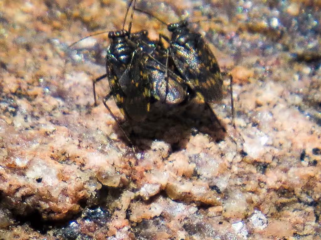 Pentacora ligata, photo 2 sur 5
