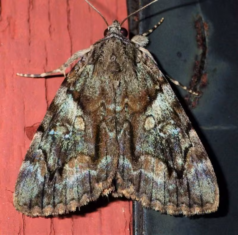 Wonderful Underwing, Adult