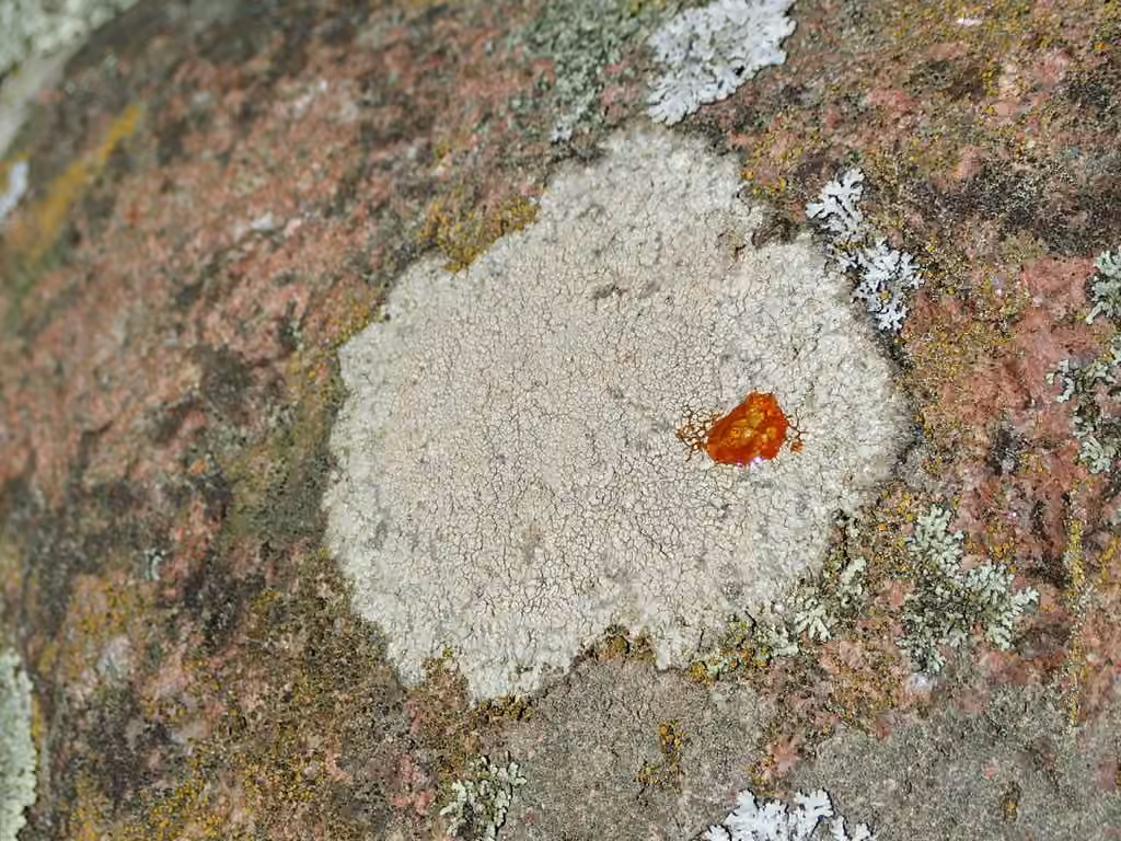 Aspicilie cendrée