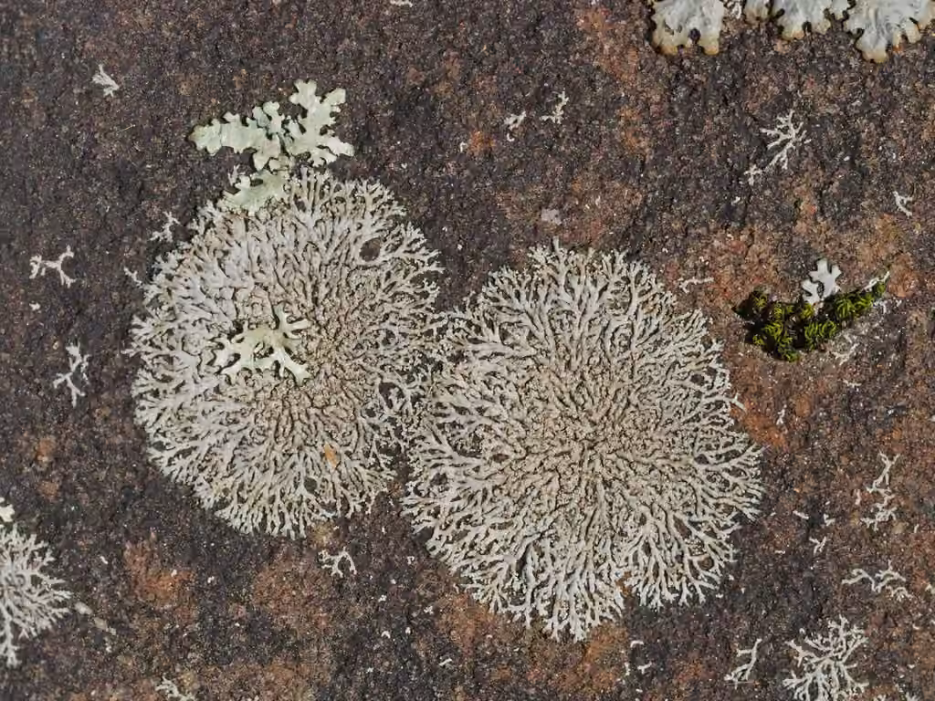 Physcie délicate, photo 1 sur 5