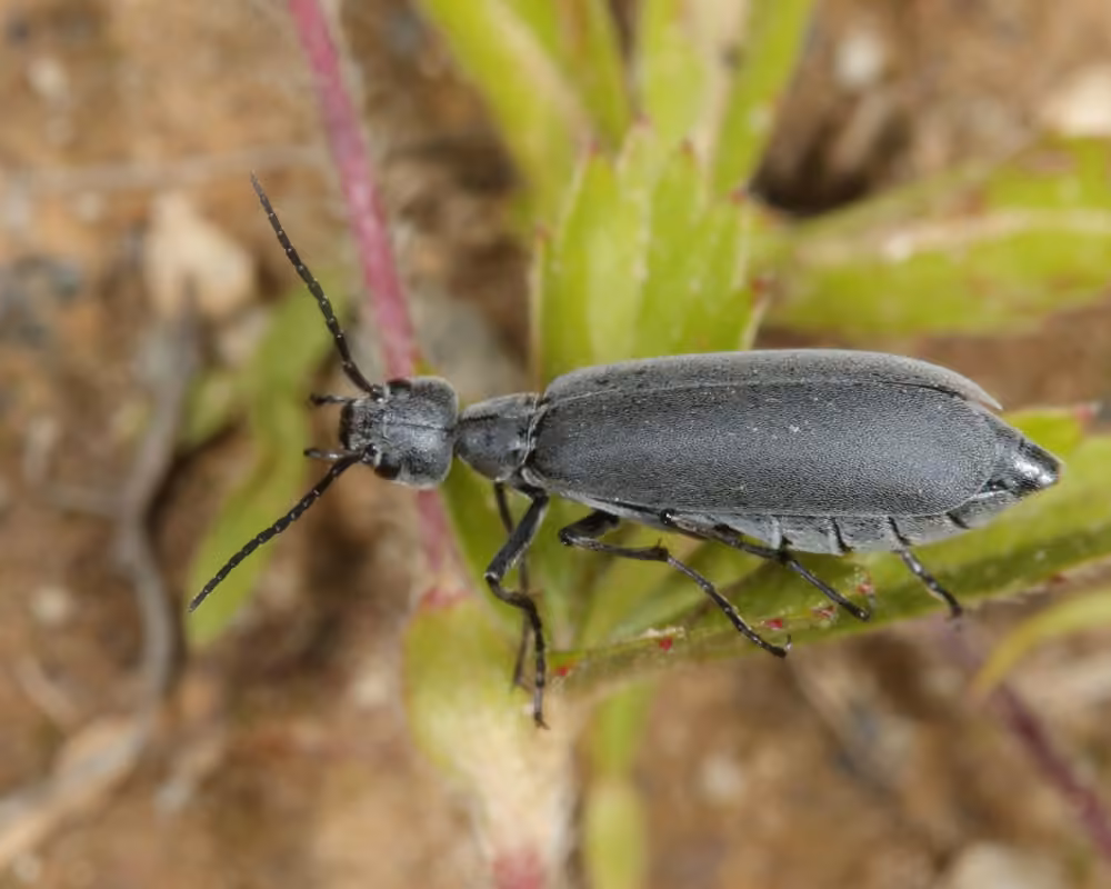 Dark Blister Beetle, photo 2 of 5