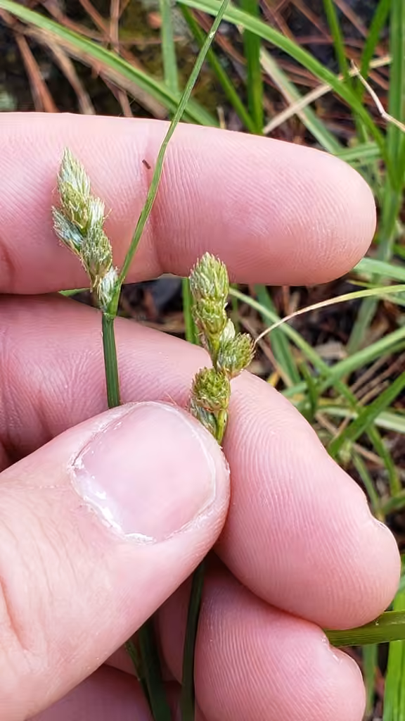 Accumulating sedge, In flower