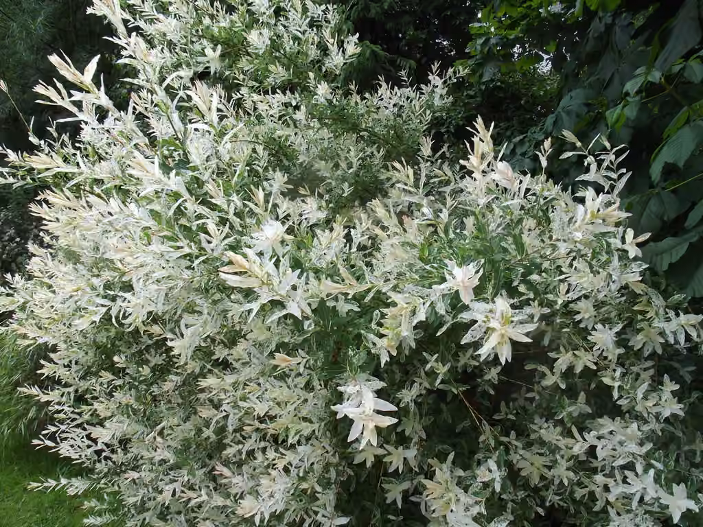 Dappled willow, photo 2 of 5