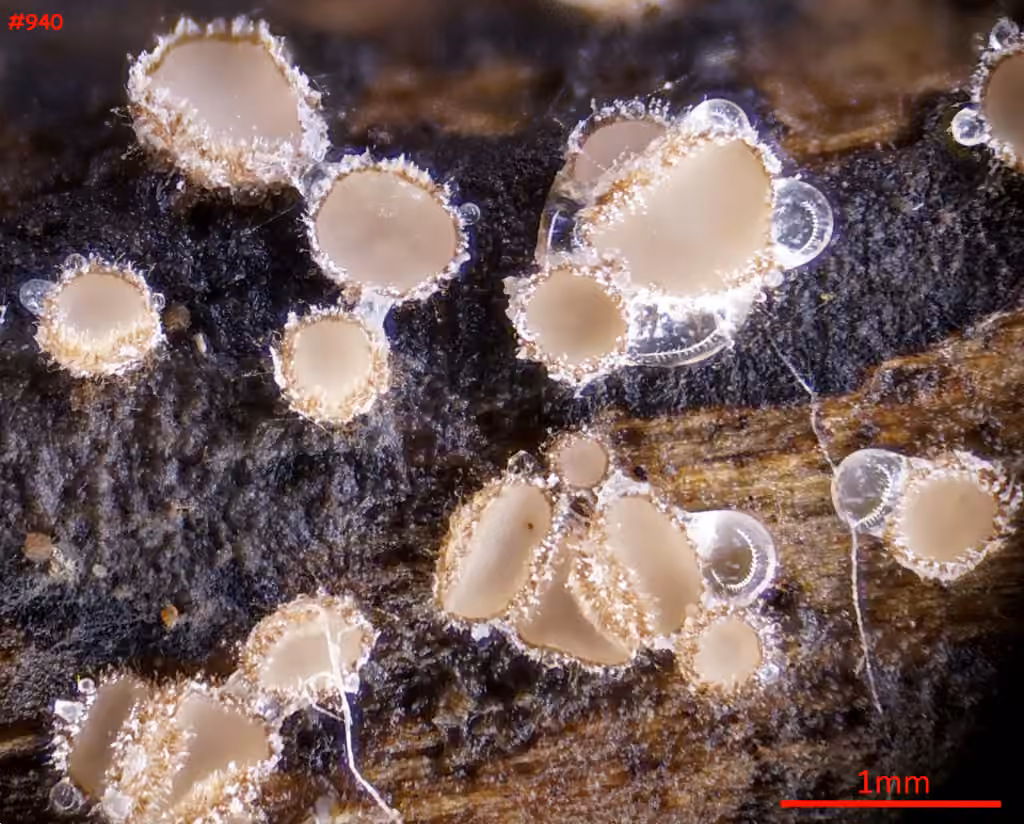 Lasiobelonium variegatum, photo 2 sur 5