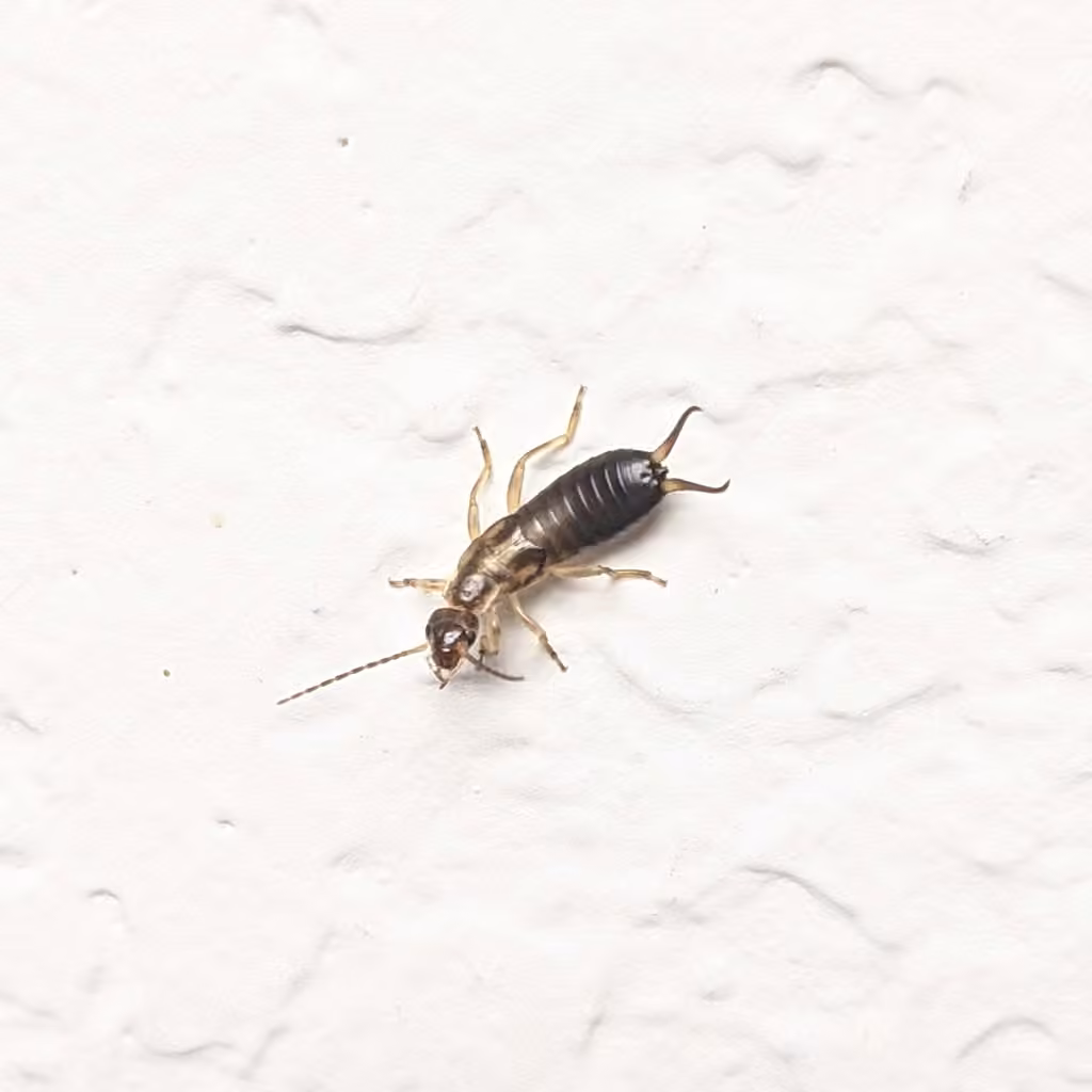 Perce-oreille européen, Nymphe