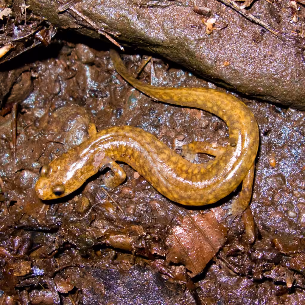 Salamandre pourpre, photo 3 sur 5