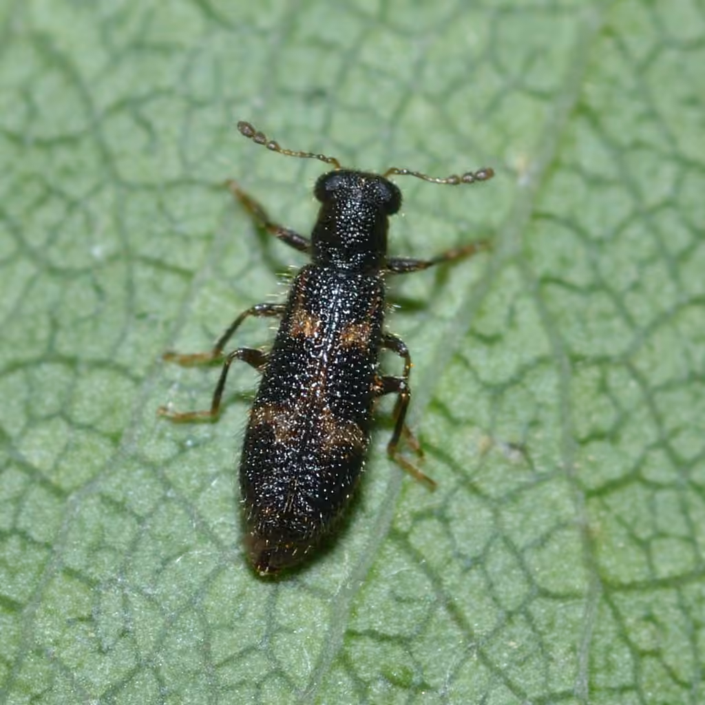 Displaced checkered beetle, Adult