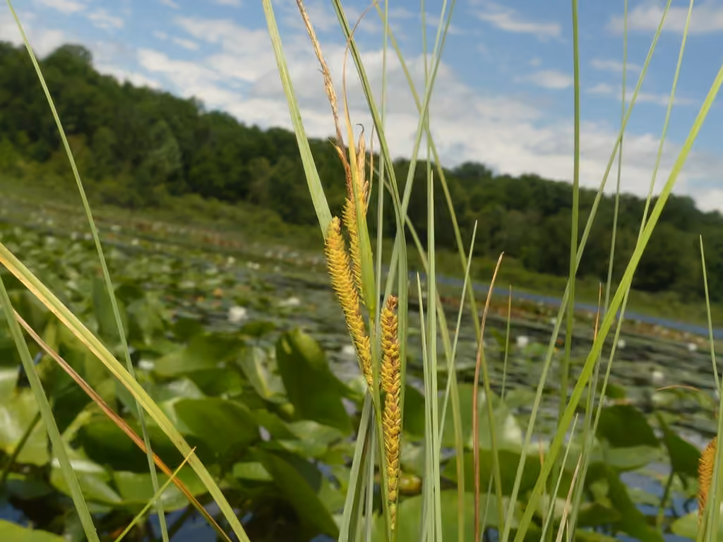 Carex aquatique, En fruits